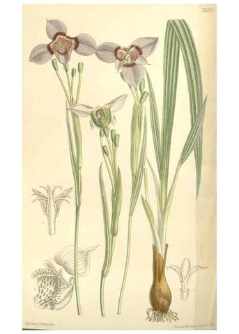 Reproducción/Reproduction 35438207865: Curtis's botanical magazine.. London ; New York [etc.] :Academic Press [etc.]