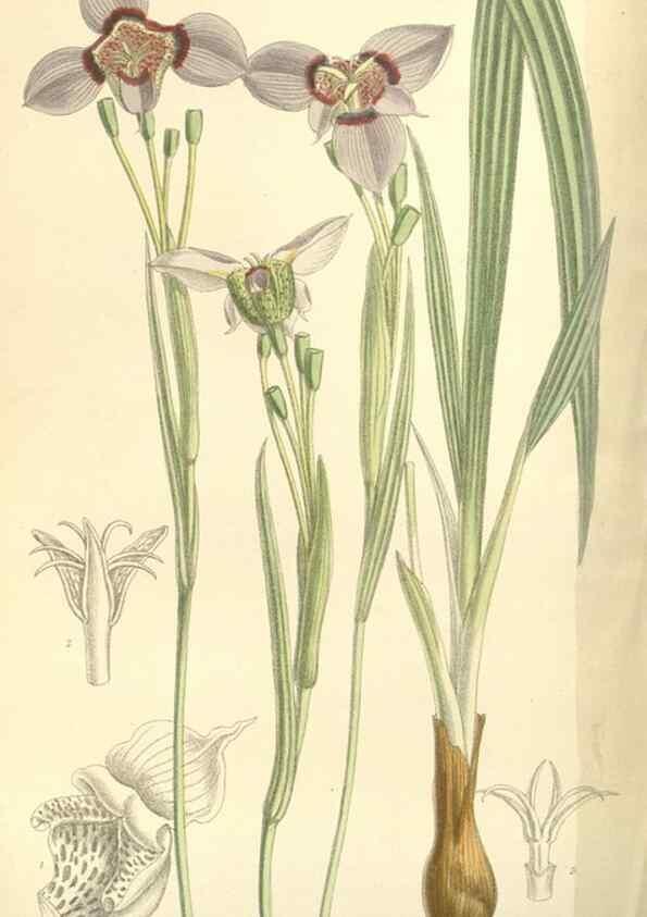 Reproducción/Reproduction 35438207865: Curtis's botanical magazine.. London ; New York [etc.] :Academic Press [etc.]