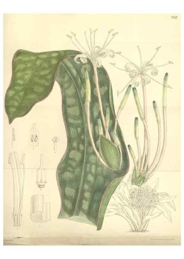 Reproducción/Reproduction 35438208615: Curtis's botanical magazine.. London ; New York [etc.] :Academic Press [etc.]