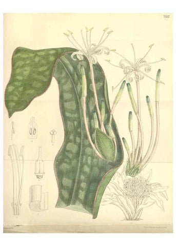 Reproducción/Reproduction 35438208615: Curtis's botanical magazine.. London ; New York [etc.] :Academic Press [etc.]