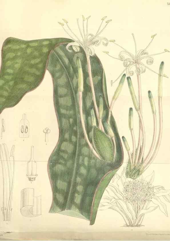 Reproducción/Reproduction 35438208615: Curtis's botanical magazine.. London ; New York [etc.] :Academic Press [etc.]