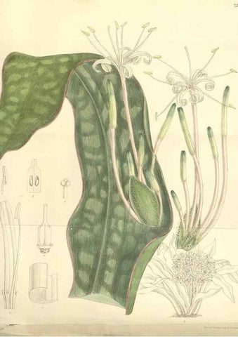 Reproducción/Reproduction 35438208615: Curtis's botanical magazine.. London ; New York [etc.] :Academic Press [etc.]