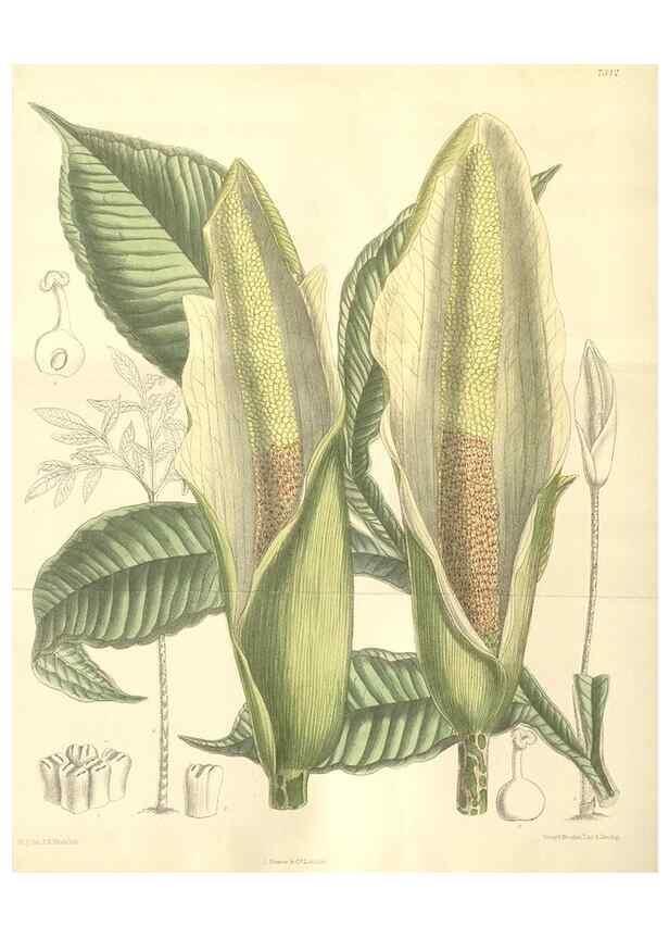 Reproducción/Reproduction 34628309323: Curtis's botanical magazine.. London ; New York [etc.] :Academic Press [etc.]