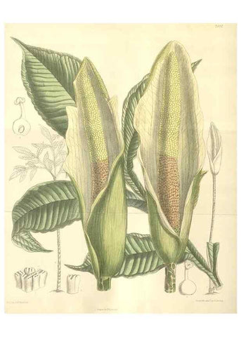 Reproducción/Reproduction 34628309323: Curtis's botanical magazine.. London ; New York [etc.] :Academic Press [etc.]
