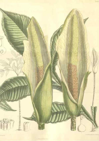 Reproducción/Reproduction 34628309323: Curtis's botanical magazine.. London ; New York [etc.] :Academic Press [etc.]