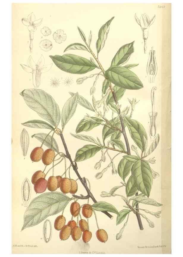 Reproducción/Reproduction 34628306053: Curtis's botanical magazine.. London ; New York [etc.] :Academic Press [etc.]