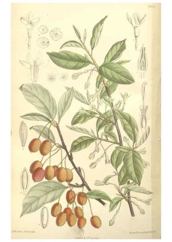 Reproducción/Reproduction 34628306053: Curtis's botanical magazine.. London ; New York [etc.] :Academic Press [etc.]