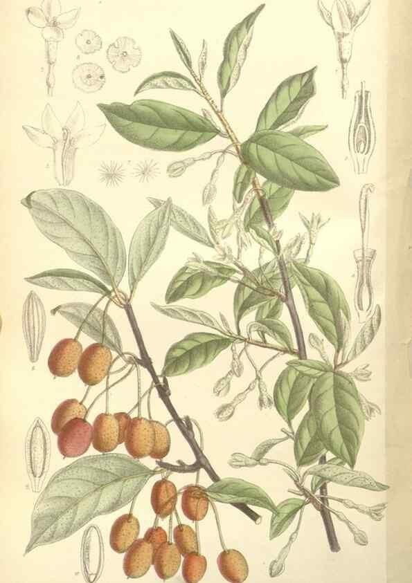 Reproducción/Reproduction 34628306053: Curtis's botanical magazine.. London ; New York [etc.] :Academic Press [etc.]