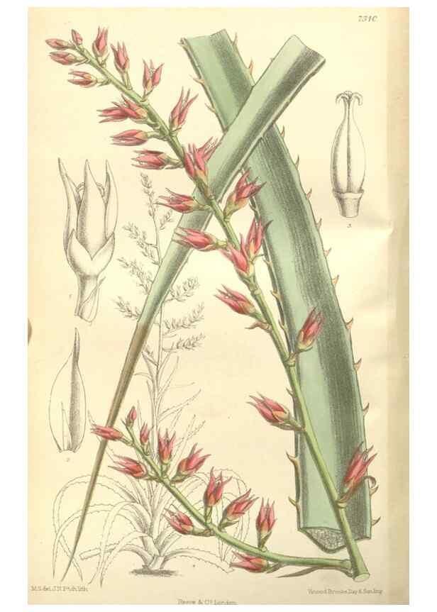 Reproducción/Reproduction 34596370474: Curtis's botanical magazine.. London ; New York [etc.] :Academic Press [etc.]