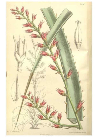Reproducción/Reproduction 34596370474: Curtis's botanical magazine.. London ; New York [etc.] :Academic Press [etc.]
