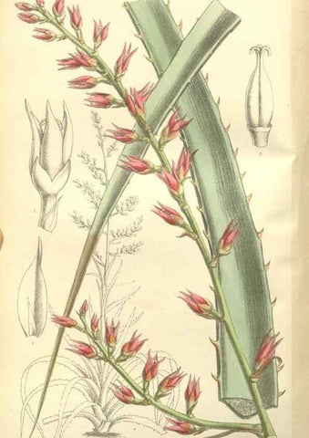 Reproducción/Reproduction 34596370474: Curtis's botanical magazine.. London ; New York [etc.] :Academic Press [etc.]