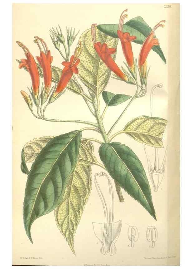 Reproducción/Reproduction 35398504716: Curtis's botanical magazine.. London ; New York [etc.] :Academic Press [etc.]