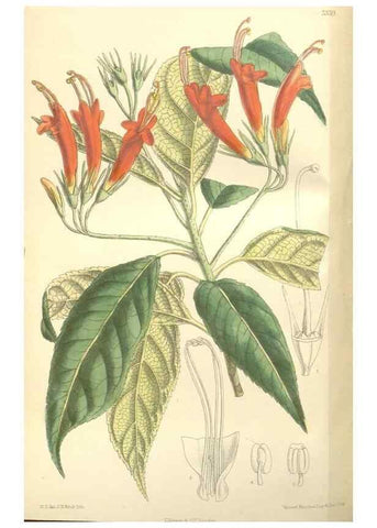Reproducción/Reproduction 35398504716: Curtis's botanical magazine.. London ; New York [etc.] :Academic Press [etc.]