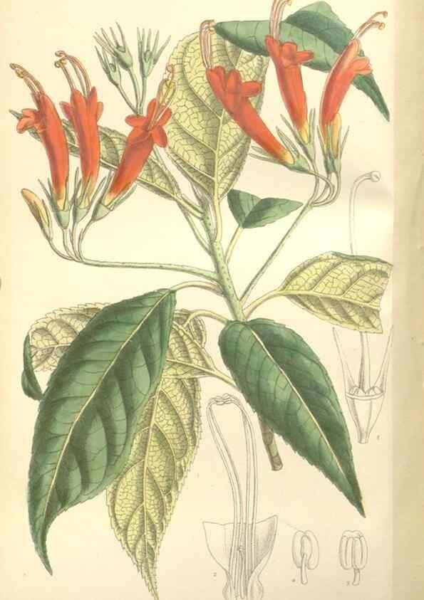 Reproducción/Reproduction 35398504716: Curtis's botanical magazine.. London ; New York [etc.] :Academic Press [etc.]