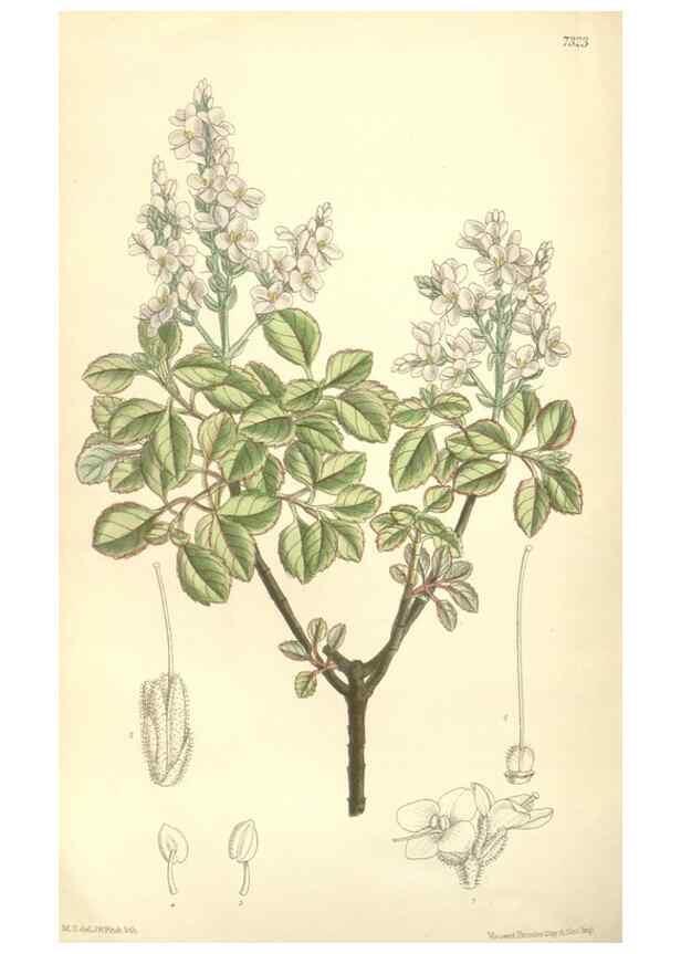 Reproducción/Reproduction 35308459531: Curtis's botanical magazine.. London ; New York [etc.] :Academic Press [etc.]