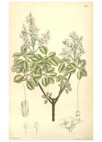 Reproducción/Reproduction 35308459531: Curtis's botanical magazine.. London ; New York [etc.] :Academic Press [etc.]