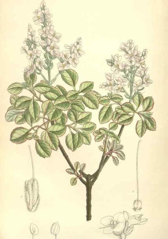 Reproducción/Reproduction 35308459531: Curtis's botanical magazine.. London ; New York [etc.] :Academic Press [etc.]