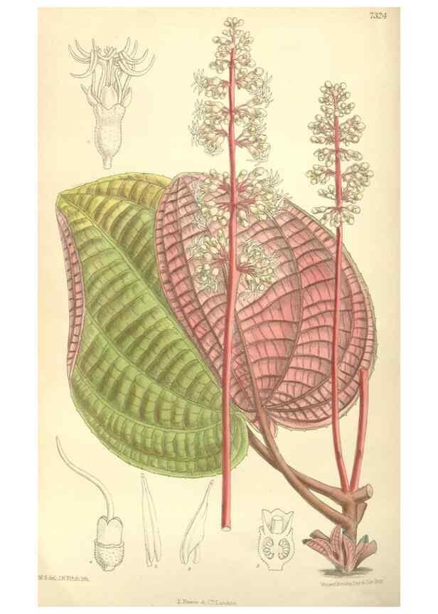 Reproducción/Reproduction 34596284884: Curtis's botanical magazine.. London ; New York [etc.] :Academic Press [etc.]