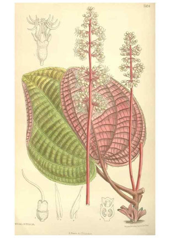 Reproducción/Reproduction 34596284884: Curtis's botanical magazine.. London ; New York [etc.] :Academic Press [etc.]