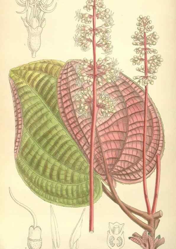 Reproducción/Reproduction 34596284884: Curtis's botanical magazine.. London ; New York [etc.] :Academic Press [etc.]