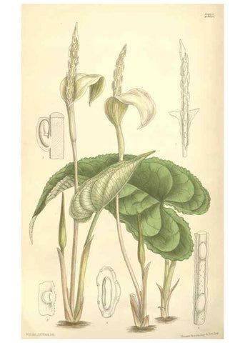 Reproducción/Reproduction 35308464391: Curtis's botanical magazine.. London ; New York [etc.] :Academic Press [etc.]