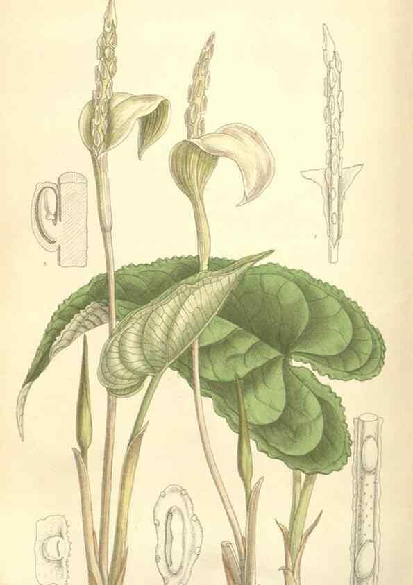 Reproducción/Reproduction 35308464391: Curtis's botanical magazine.. London ; New York [etc.] :Academic Press [etc.]