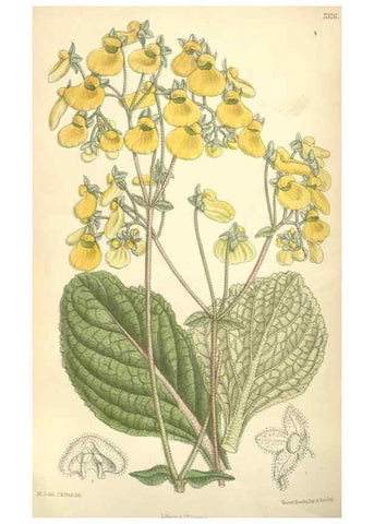 Reproducción/Reproduction 34596289444: Curtis's botanical magazine.. London ; New York [etc.] :Academic Press [etc.]