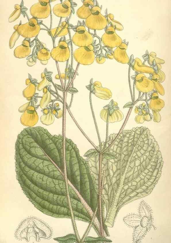 Reproducción/Reproduction 34596289444: Curtis's botanical magazine.. London ; New York [etc.] :Academic Press [etc.]