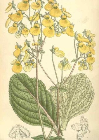 Reproducción/Reproduction 34596289444: Curtis's botanical magazine.. London ; New York [etc.] :Academic Press [etc.]