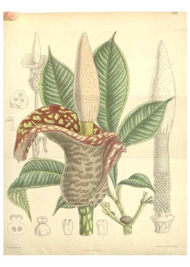 Reproducción/Reproduction 34596291724: Curtis's botanical magazine.. London ; New York [etc.] :Academic Press [etc.]
