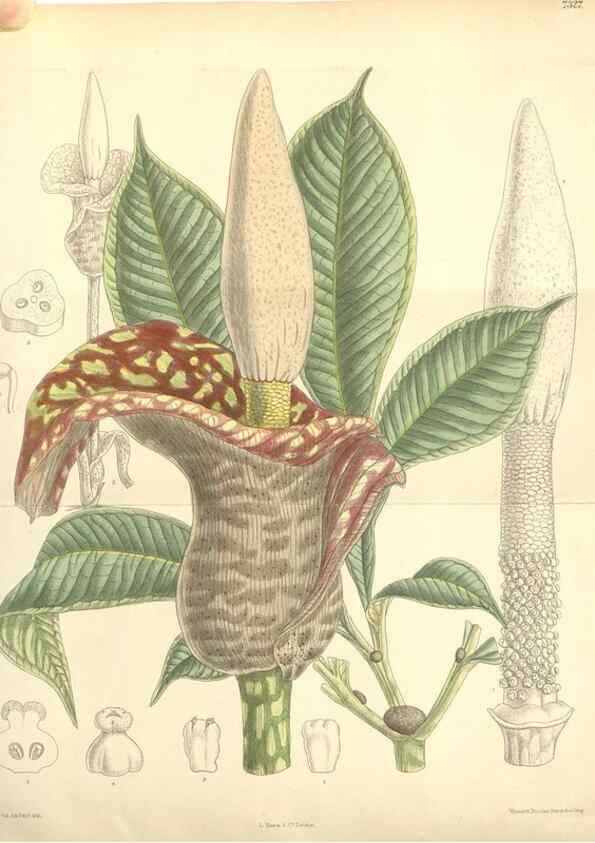 Reproducción/Reproduction 34596291724: Curtis's botanical magazine.. London ; New York [etc.] :Academic Press [etc.]