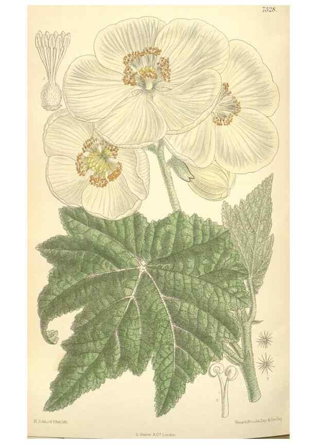 Reproducción/Reproduction 35308471191: Curtis's botanical magazine.. London ; New York [etc.] :Academic Press [etc.]