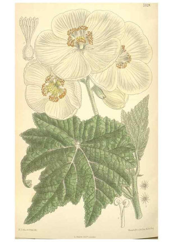 Reproducción/Reproduction 35308471191: Curtis's botanical magazine.. London ; New York [etc.] :Academic Press [etc.]