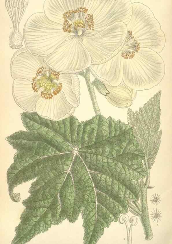 Reproducción/Reproduction 35308471191: Curtis's botanical magazine.. London ; New York [etc.] :Academic Press [etc.]