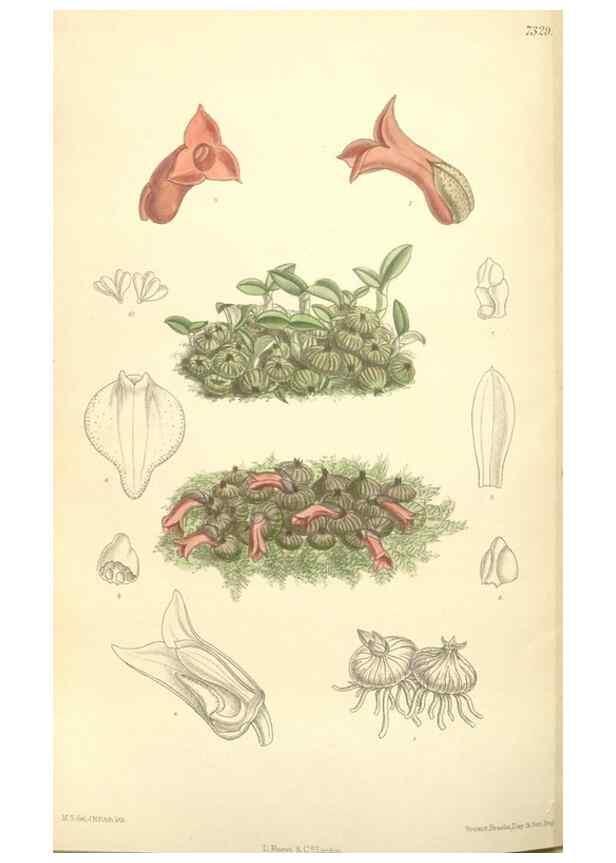Reproducción/Reproduction 34596296874: Curtis's botanical magazine.. London ; New York [etc.] :Academic Press [etc.]