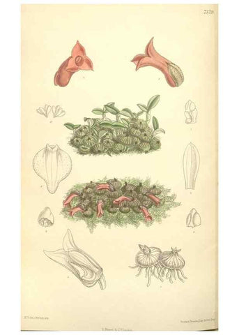 Reproducción/Reproduction 34596296874: Curtis's botanical magazine.. London ; New York [etc.] :Academic Press [etc.]