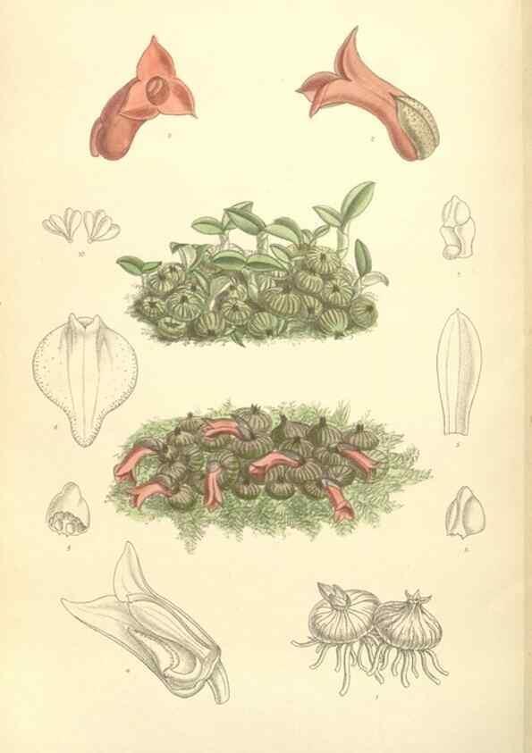 Reproducción/Reproduction 34596296874: Curtis's botanical magazine.. London ; New York [etc.] :Academic Press [etc.]