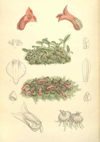 Reproducción/Reproduction 34596296874: Curtis's botanical magazine.. London ; New York [etc.] :Academic Press [etc.]