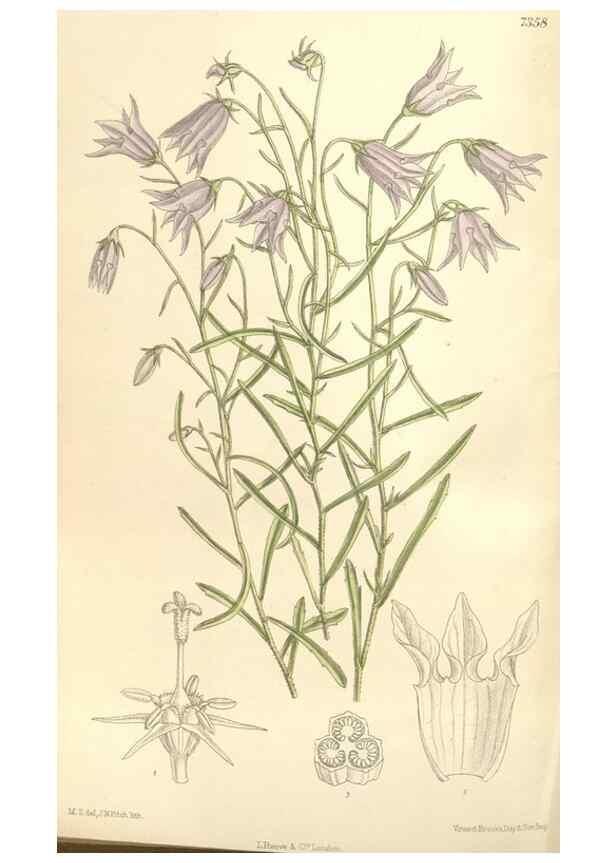Reproducción/Reproduction 35438209535: Curtis's botanical magazine.. London ; New York [etc.] :Academic Press [etc.]