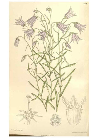 Reproducción/Reproduction 35438209535: Curtis's botanical magazine.. London ; New York [etc.] :Academic Press [etc.]