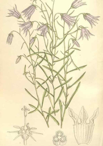 Reproducción/Reproduction 35438209535: Curtis's botanical magazine.. London ; New York [etc.] :Academic Press [etc.]