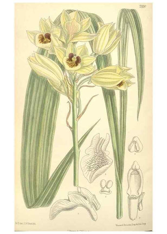 Reproducción/Reproduction 34628226863: Curtis's botanical magazine.. London ; New York [etc.] :Academic Press [etc.]