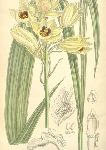 Reproducción/Reproduction 34628226863: Curtis's botanical magazine.. London ; New York [etc.] :Academic Press [etc.]