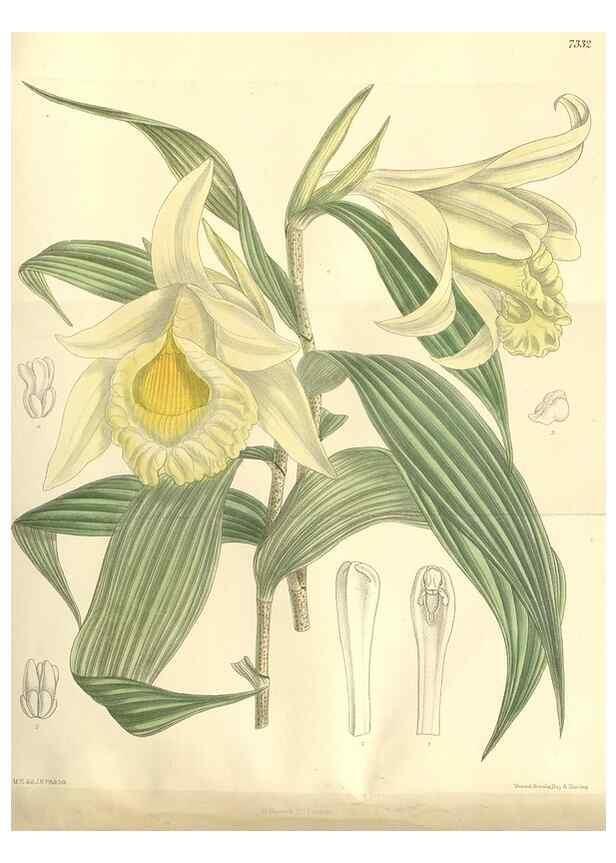 Reproducción/Reproduction 35438161265: Curtis's botanical magazine.. London ; New York [etc.] :Academic Press [etc.]