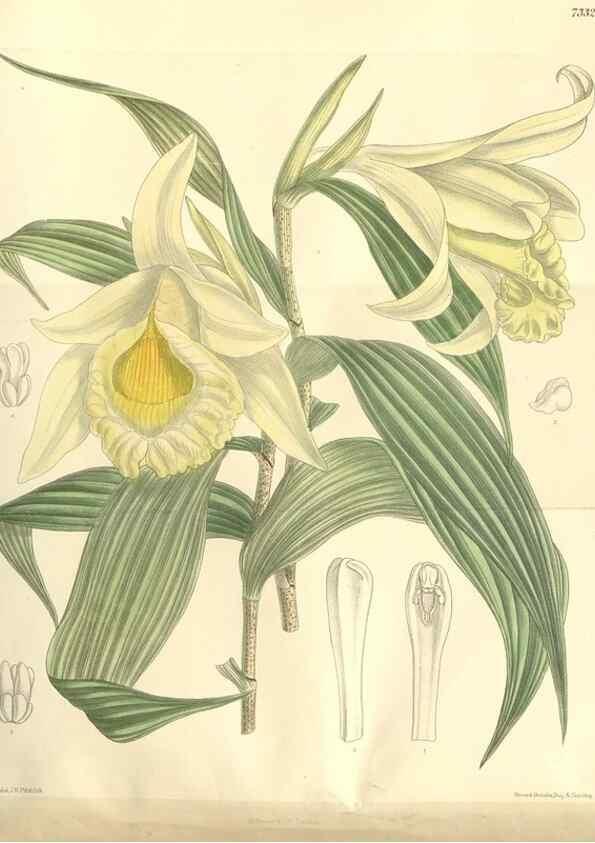 Reproducción/Reproduction 35438161265: Curtis's botanical magazine.. London ; New York [etc.] :Academic Press [etc.]