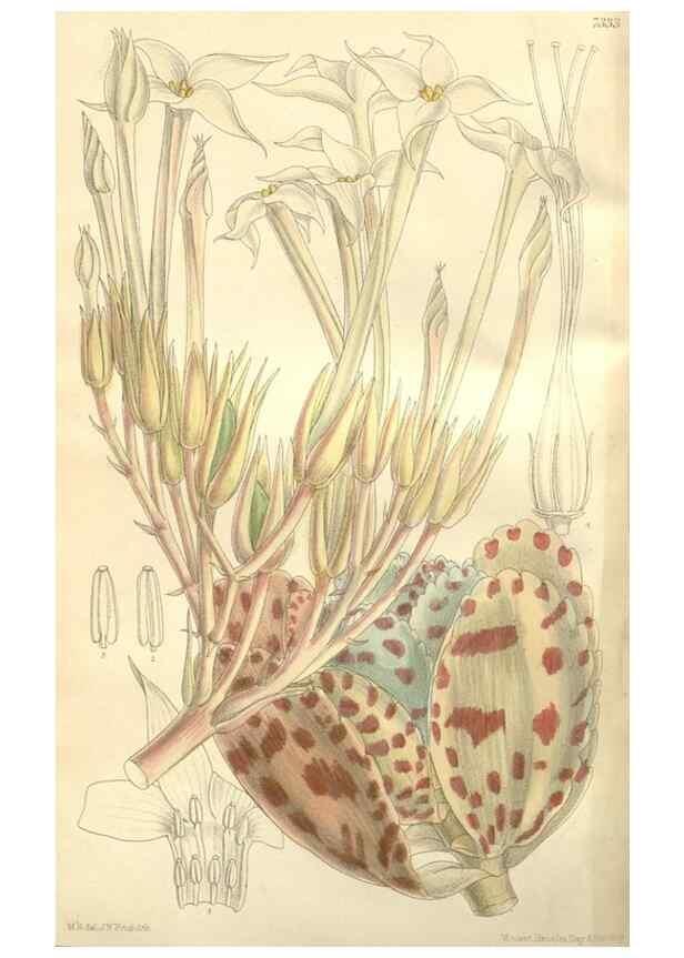 Reproducción/Reproduction 35271587052: Curtis's botanical magazine.. London ; New York [etc.] :Academic Press [etc.]
