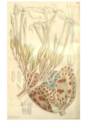 Reproducción/Reproduction 35271587052: Curtis's botanical magazine.. London ; New York [etc.] :Academic Press [etc.]