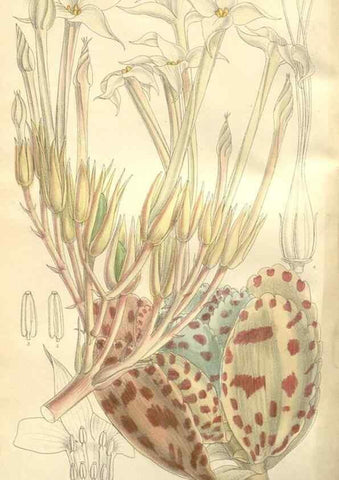 Reproducción/Reproduction 35271587052: Curtis's botanical magazine.. London ; New York [etc.] :Academic Press [etc.]