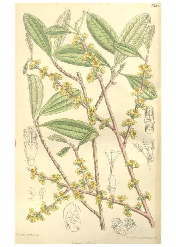 Reproducción/Reproduction 35308510361: Curtis's botanical magazine.. London ; New York [etc.] :Academic Press [etc.]