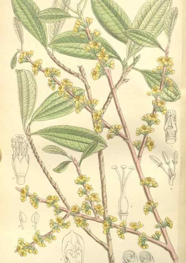 Reproducción/Reproduction 35308510361: Curtis's botanical magazine.. London ; New York [etc.] :Academic Press [etc.]